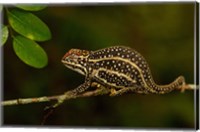 Campan's chameleon lizard, Madagascar Fine Art Print