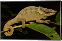 Green-eared Chameleon lizard, Madagascar, Africa Fine Art Print