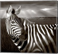 Black & White of Zebra and plain, Kenya Fine Art Print