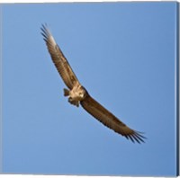 Africa. Tanzania. Bateleur Eagle, Serengeti NP Fine Art Print