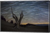 A dead bristlecone pine tree against a backdrop of star trails Fine Art Print