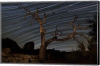 A dead Pinyon pine tree and star trails, Joshua Tree National Park, California Fine Art Print