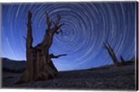 Star trails above an ancient bristlecone pine tree, California Fine Art Print