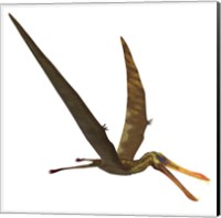 Anhanguera, a genus of Pterosaur from the Cretaceous period Fine Art Print