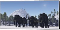 A herd of Woolly Mammoths migrate to a warmer climate in the Pleistocene Age Fine Art Print