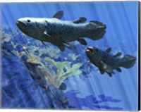 Two Coelacanth fish swimming undersea Fine Art Print