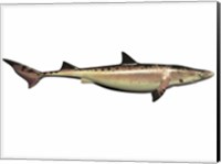 Priohybodus, an extinct shark species from the Cretaceous Period Fine Art Print