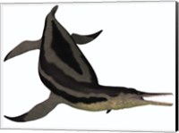 Dolichorhynchops, an extinct genus of short-neck Plesiosaur Fine Art Print
