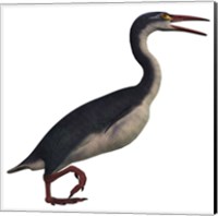Hesperornis, a genus of flightless birds from the Cretaceous Period Fine Art Print