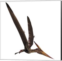 Pteranodon, a reptilian bird from the Late Cretaceous Period Fine Art Print