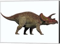 Triceratops, a herbivorous dinosaur from the Cretaceous Period Fine Art Print