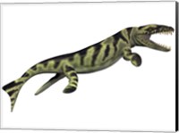 Dakosaurus, white background Fine Art Print