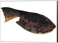 Drepanaspis is an extinct species of primitive jawless fish Fine Art Print