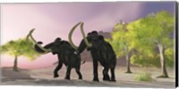 Two Woolly Mammoths searching for better vegetation to eat Fine Art Print