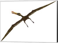 Anhanguera was a fish-eating pterosaur from the Cretaceous era of Brazil Fine Art Print