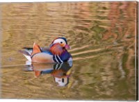 Mandarin Duck, Beijing, China Fine Art Print