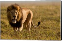 Lion, Ngorongoro Crater, Serengeti National Park, Tanzania Fine Art Print