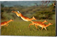 Impala, Aepyceros melampus, Mara River, Kenya Fine Art Print