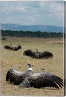 Kenya: Masai Mara Reserve, Ruppell's Griffon vultures Fine Art Print