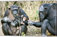 Kenya, Chimpanzees at Sweetwaters Tented Camp Fine Art Print