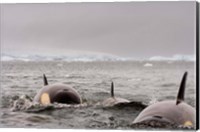 Killer whales pod, western Antarctic Peninsula Fine Art Print