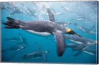 King Penguins Swimming in Right Whale Bay, South Georgia Island, Sub-Antarctica Fine Art Print