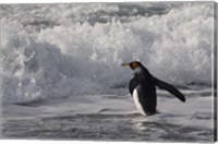 King Penguin in the surf, Antarctica Fine Art Print