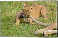 Lion cub, mothers tail, Masai Mara Game Reserve, Kenya Fine Art Print