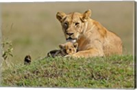 Lioness and cub, Masai Mara Game Reserve, Kenya Fine Art Print