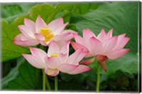 Lotus flower, Nelumbo nucifera, China Fine Art Print