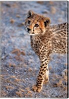 Kenya, Cheetah in Amboseli National Park Fine Art Print