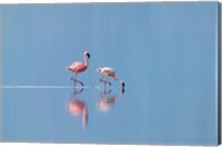 Lesser Flamingoes (Phoenicopterus minor), Lake Nakuru, Kenya Fine Art Print