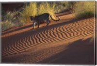 Leopard on sand dunes, Namib-Naukluft Park, Namibia Fine Art Print