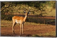 Impala, Maasai Mara Wildlife Reserve, Kenya Fine Art Print