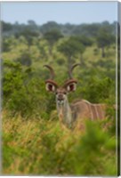 Male greater kudu, Kruger National Park, South Africa Fine Art Print