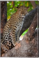 Leopard, Botswana Fine Art Print