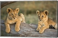 Lion Cubs on Log, Masai Mara, Kenya Fine Art Print