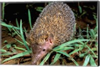 Madagascar, Ankarana, Greater Hedgehog tenrec wildlife Fine Art Print