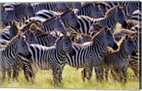Large herd of Burchell's Zebras, Masai Mara Game Reserve, Kenya Fine Art Print