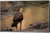 Madagascar, Eastern dry forest. Henst's Goshawk bird Fine Art Print