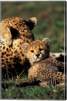 Kenya, Masai Mara Game Reserve. Cheetah cub Fine Art Print