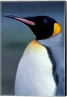 King Penguin, South Georgia Island, Antarctica Fine Art Print