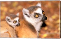 Madagascar, Berenty Reserve, Ring-tailed lemur primates Fine Art Print