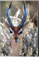 Male Gerenuki with Large Eyes and Curved Horns, Kenya Fine Art Print