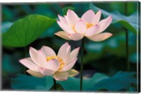 Lotus Flower in Blossom, China Fine Art Print