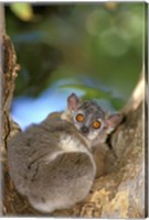 Madagascar, Berenty Reserve, Whitefooted sportive lemur Fine Art Print