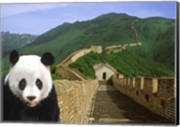 Panda at the Great Wall of China Fine Art Print