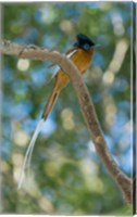 Paradise-Flycatcher bird, Ankarafantsika, Madagascar Fine Art Print