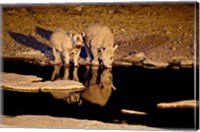 Namibia, Etosha NP, Black Rhino wildlife, waterhole Fine Art Print