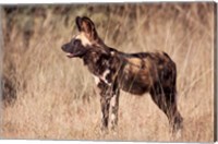 Namibia, Harnas Wildlife, African dog wildlife Fine Art Print